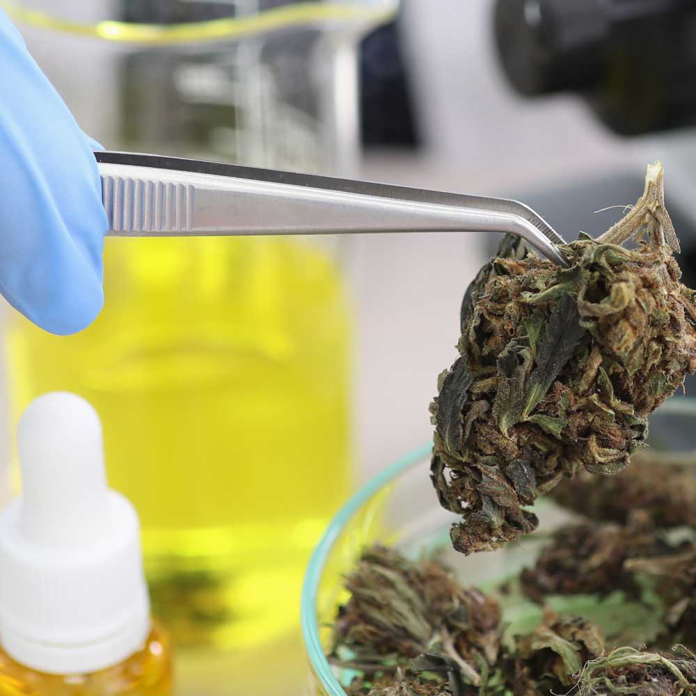 medical-cannabis